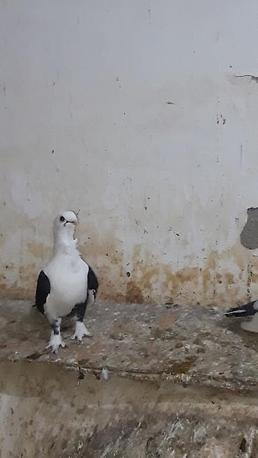 star quşu: Hazir cut hunkariler qara cep sari cil mayasiyla ve qoy ceplerde var — 2