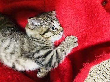 Quşlar: Şotland yastı qulaq — 1