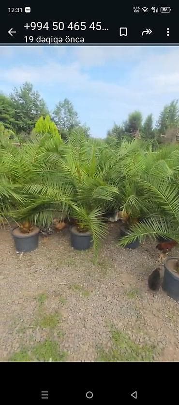 puste agaci: Xurma xurması (Phoenix dactylifera/dekorativ xurma) – iri, sıx — 1
