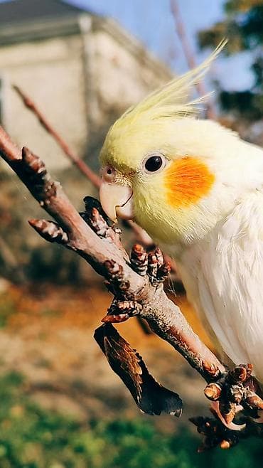 hesterxan qusu: Erkək Karella satılır adı Ori di 7 aylıq quşdu ələ çiyinə başa rahat — 4