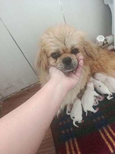 çin aslani: Pekines — 2