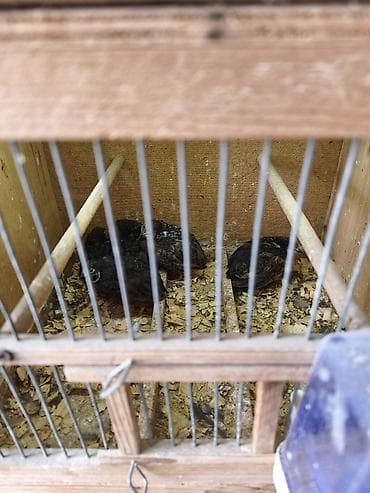 bala pişik ucuz: Çin bildirçini satılır dənəsi 20 manat.cox alana endirim var — 2