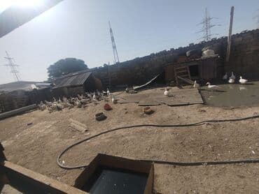 cins ineklerin qiymeti: Salam topdan dişi,erkek ördəklər satılır. Bir dənəsi 15 manat. Topdan — 3