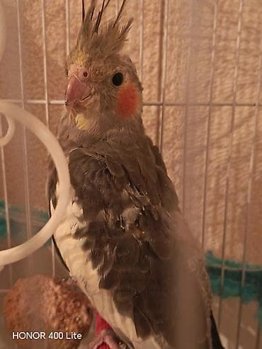 korella tutuqusu haqqında: Nimfa (cockatiel) papuqayları – iki fərqli rəngdə. 1 ədədi 30 AZN. - — 3