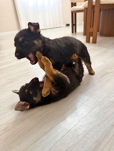 serrap dermani ne ucundur: Alman çoban iti, Peyvəndli — 3