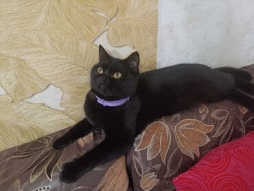 britan pişiyi: Britan, Dişi, Cütləşmə üçün, Pulsuz çatdırılma — 1