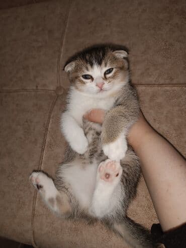 Digər heyvanlar: Şotland — 3