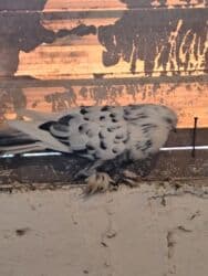 quş yuvasi: 4 manat Təsvir: - Növlər: müxtəlif rəng və naxışlarda ev/oyun — 23