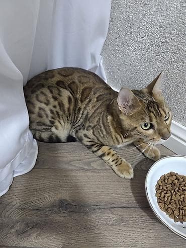 anqora pişik: Benqal — 6