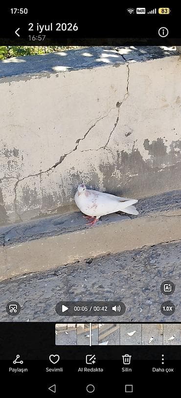 ev heyvanları satışı: 10 gün içinde tutulma quşlardi çoxu baladı şəkillər videodan — 6