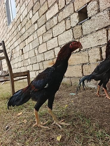 dağ toyuğu: Toyuq cücələri, Damazlıq, Ünvandan götürmə, Ödənişli çatdırılma — 8