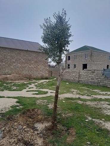 zeytun agaclari: Məhsul: Zeytun ağacları (2 ədəd) Təsvir: - Həyətyanı sahə, bağ və ya — 4