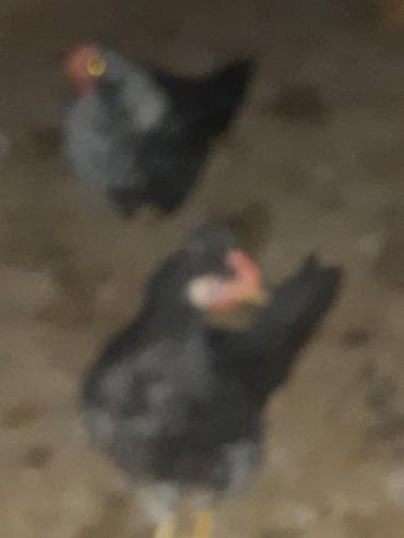 kənd cücəsi: Toyuq cücələri, Ətlik — 3