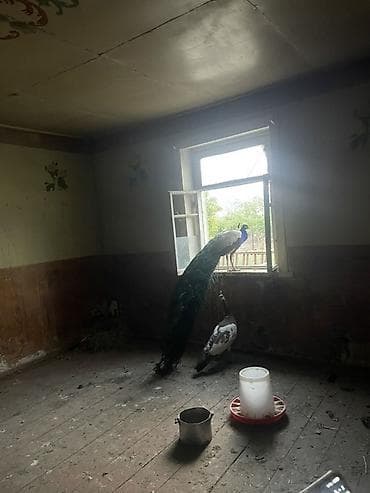 bud dibi toyuq: Təbii gözəlliyi ilə seçilən tovuz quşları dəsti - Növ: Tovuz quşu (1 — 4