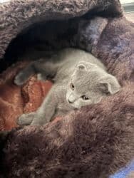 шотландский вислоухий котенок: Şotland yastı qulaq, Dişi, Yaxşı əllərə, Ünvandan götürmə — 2