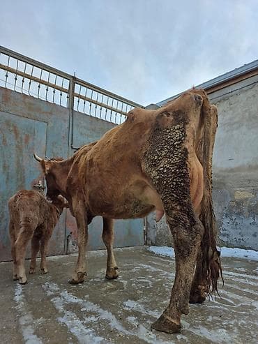 bala quzular: 18 litir süd verir 3 qarına doğub 25 gündü doğub balası erkəydi — 9