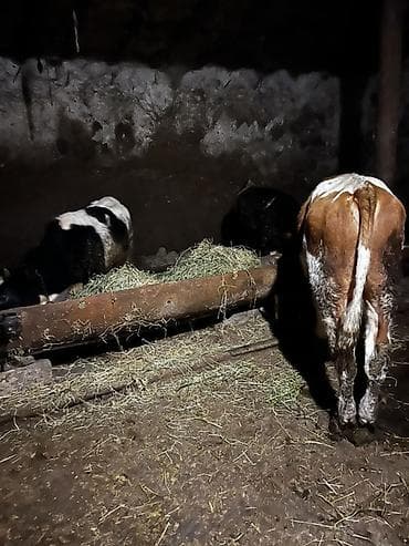 cins buzovların satışı: Mal-qara – buzovlar - Növ: 3 baş cavan mal (buzov) - Rənglər: al- ağ — 2