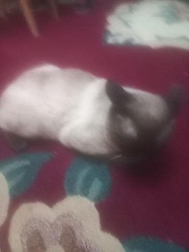 Quşlar: Siam, Yaxşı əllərə — 4