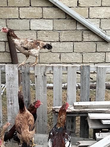 sort toyuqlar: Məhsul: Yerli toyuq sürüsü – xoruz və toyuqlar Xüsusiyyətlər: - Növ — 8