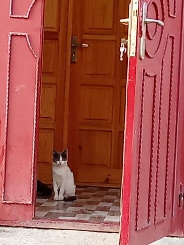 котята в добрые руки баку: Dişi — 4