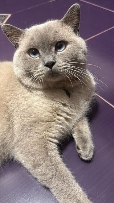 биогели средства для ногтей и кутикулы: Гель-лак для ногтей — 1