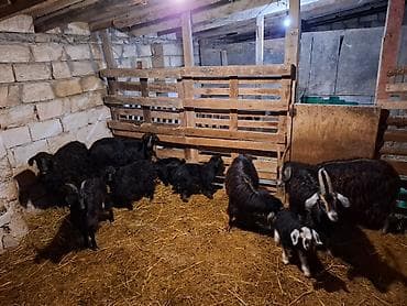 Atlar: Allah alana da satana da xeyir versin inşallah Ümumi 10 denedi — 1