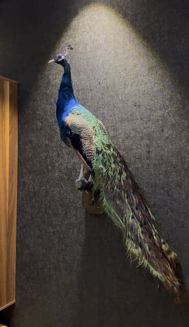 Qus maketi maket чучело Taxidermi taxidermy Tovuz qusu tovuzquwu