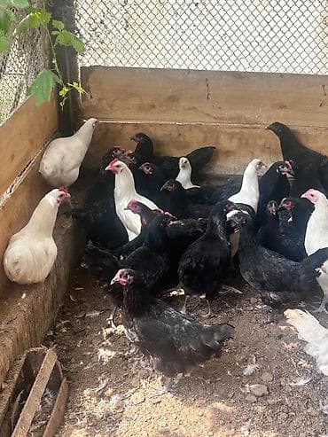 yem satışı: Salam tam saglam ag qara temiz cins 4 ay yarimliq avstralip colpalar — 9