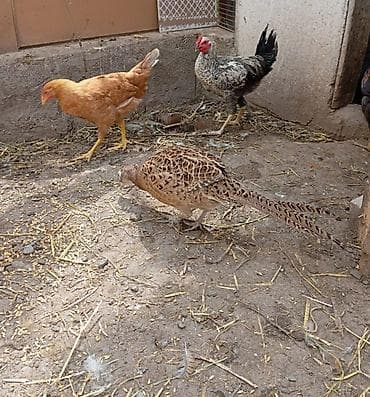 ari ramkasi satisi: Qafqaz qırqovulu 2 ədəd fərəsi satilir hal hazirda yumurta verir — 2