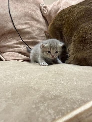 munchkin pişik: Britan, Erkək, Dişi — 6