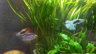 dib balıqları: Quppi, Sülhsevər — 9