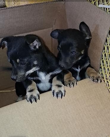 İki balaca it balası – qara rəngli, sinə və pəncələrdə ağ-krem ləkəli