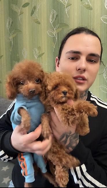 pudel balaları: Pudel, 2 ay, Dişi, Ünvandan götürmə — 4