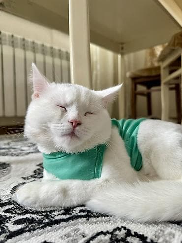 pisik sekileri: Yaxşı əllərə — 4