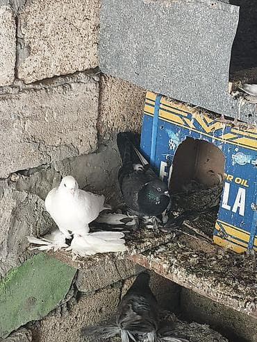 ev itleri per page 40: Dörd quş var üç erkək bir dişi sağlam heyvanlardı isdəyən olsa əlaqə — 5