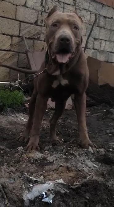 pitbul satanlar: Pitbul, 2 il, Erkek — 1
