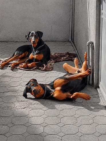 heyvanlar: Doberman, 1 ay, Peyvəndli — 2