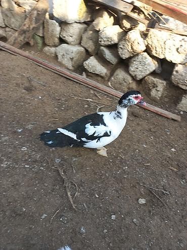 erkəy dana: Erkək, | Lal ördək, Ətlik — 1