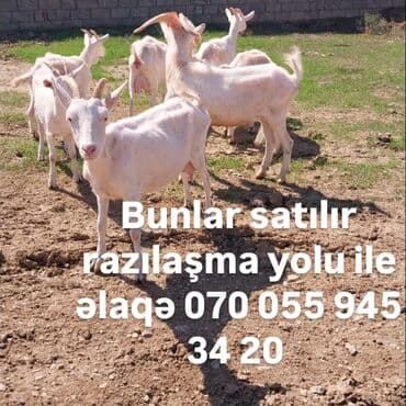 Bir neçə baş ağ rəngli keçi satılır. Keçilər normal bədən quruluşuna