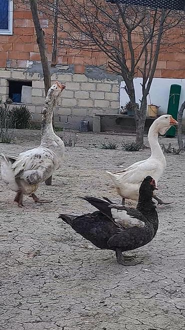 ari satisi: Xalmaqor qazları və balaları satılır 4 ədəd bala var satışda və — 3