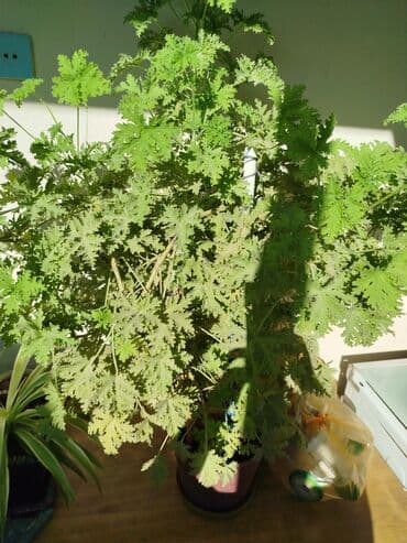 sine boyuden bitki: Ətirşah gülü çox böyük və sağlam bitkidir.
ünvan:Suraxanı ray — 1