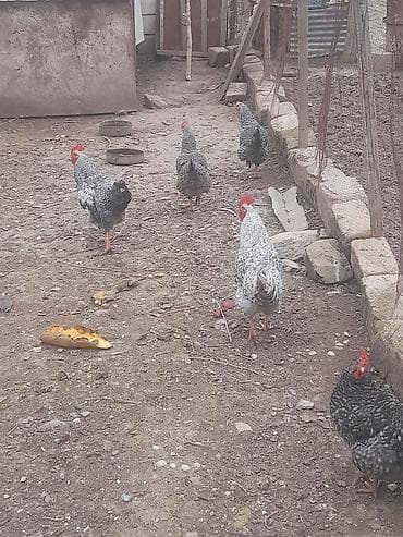 Toyuq, Damazlıq, Pulsuz çatdırılma