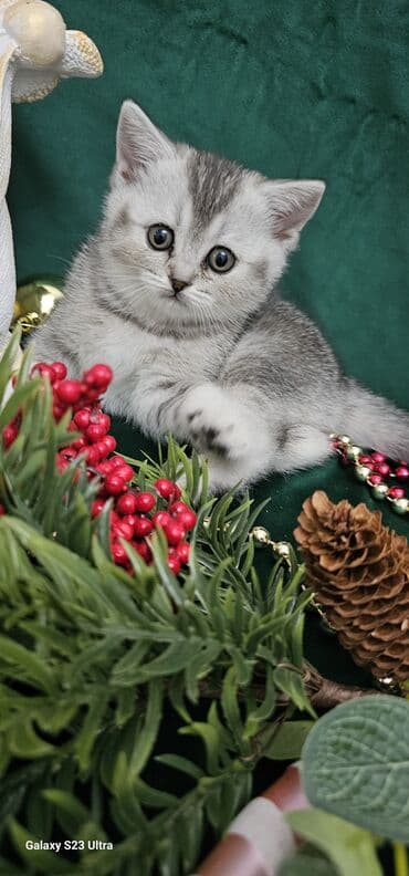 toyoq ve xoruz: Şotland, Ünvandan götürmə — 10