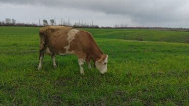 bal arsı: Salam simtal altında ikidənə əkiz balayana bir ərkəy bir dişi 3 aylığ — 3