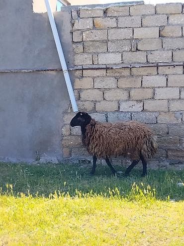 ət məhsulları: Qala qoçu Qumral Sürü sürməyi superdi özümün Heyvanindir Pul lazım — 3