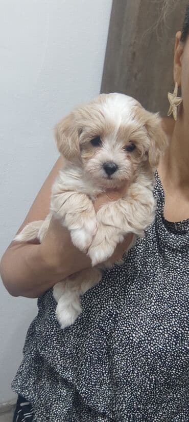 мальтипу купить: 4 ay, Dişi, Peyvəndli, Ünvandan götürmə — 7