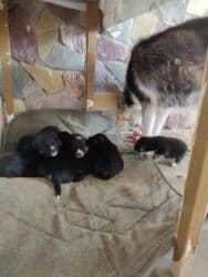 Gəmiricilər: Xaski, Erkek — 8