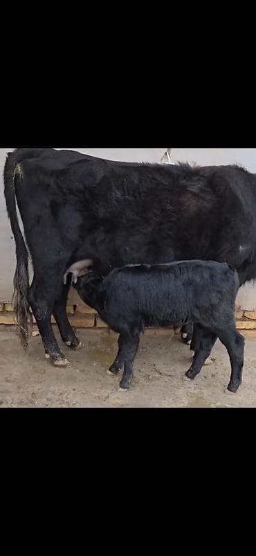 ucuz pisikler: Qara rəngli inək buzovla birlikdə - Ana inək – qara rəng, buynuzlu — 5