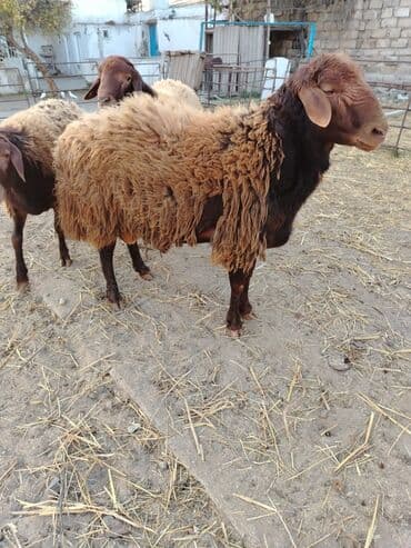 qoyun yanıbala: Qoyunlar – yerli ətlik/yunlu tip - Rəng: tünd qəhvəyi baş–ayaqlar — 1