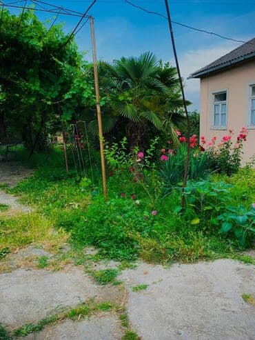ucuz jaluz: Bağ sahəsi müxtəlif ağaclar və güllərlə əhatə olunmuşdur. Burada palma — 1
